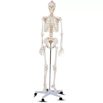 Szkielet, model człowieka anatomia, ze stojakiem