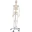 Szkielet, model człowieka anatomia, ze stojakiem