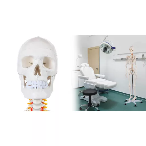 Szkielet, model człowieka anatomia, ze stojakiem