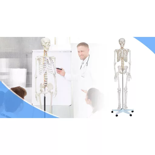 Szkielet, model człowieka anatomia, ze stojakiem