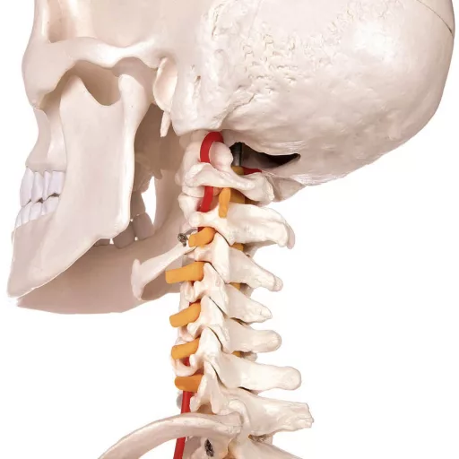 Szkielet, model człowieka anatomia, ze stojakiem