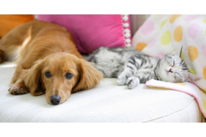 Odpowiednie miejsce do spania dla psów i kotów