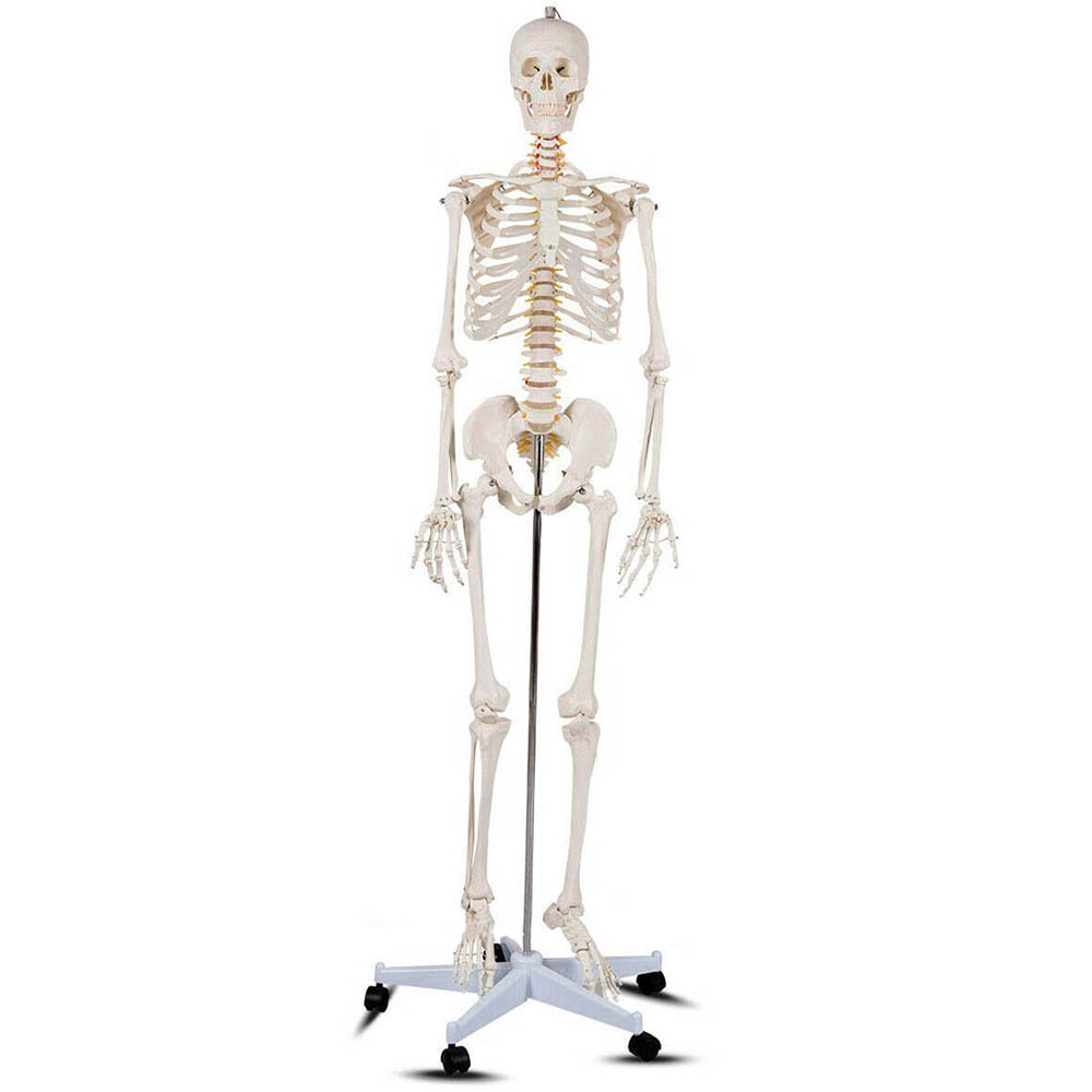 Szkielet, Model Człowieka Anatomia, Ze Stojakiem