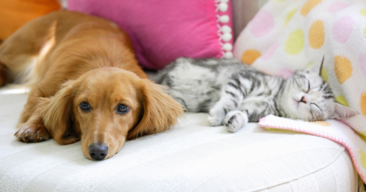 Odpowiednie miejsce do spania dla psów i kotów