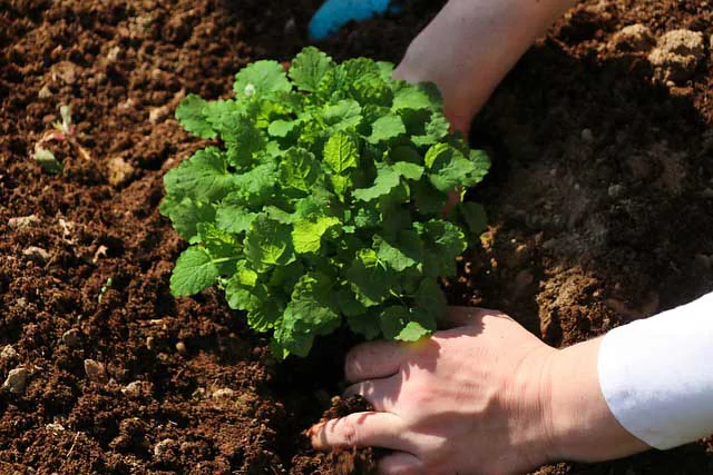 Przygotowanie i testowanie gleby do uprawy ziół