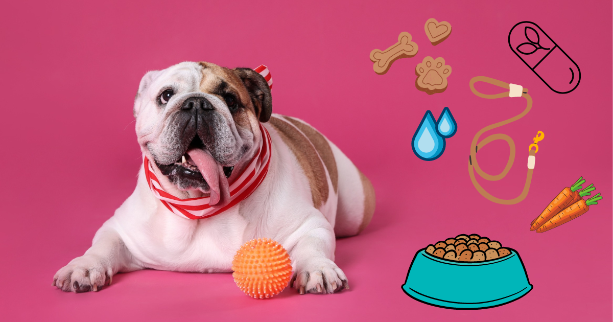 Jak zadbać o formę Twojego pupila?