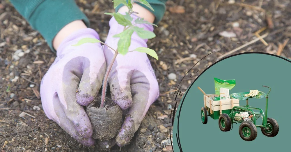 Planowanie i pielęgnacja ogrodu zimą