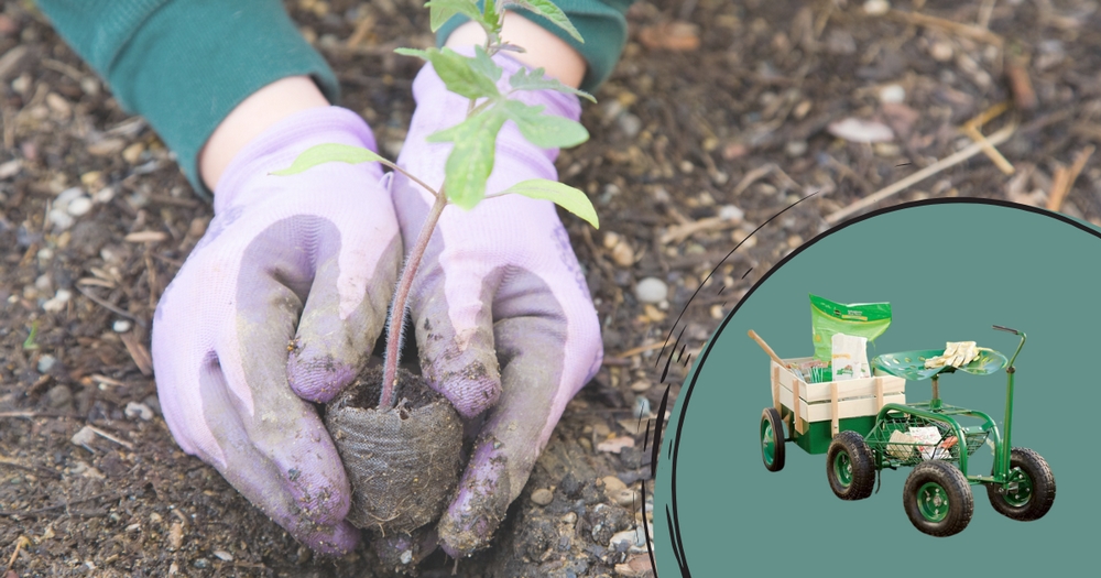 Zadania na początku roku w ogrodzie: prace ogrodowe w styczniu i lutym